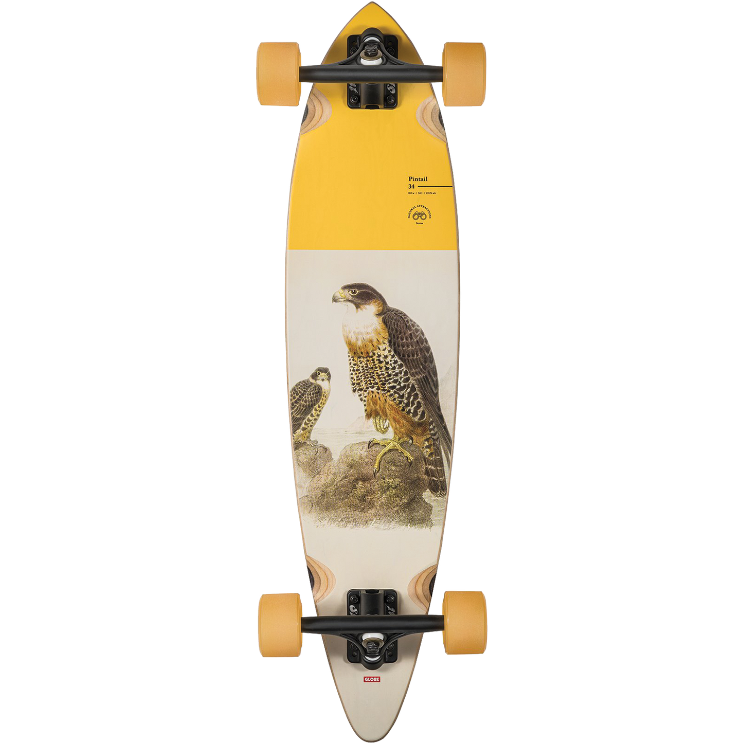 Globe Pintail 34 Complete 8.75 x 30.5 Falcon